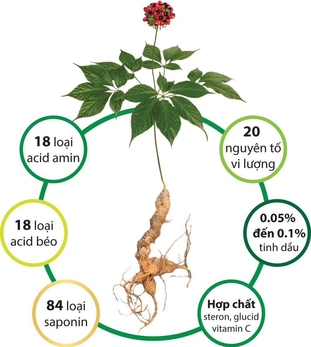 Công dụng Sâm Ngọc Linh