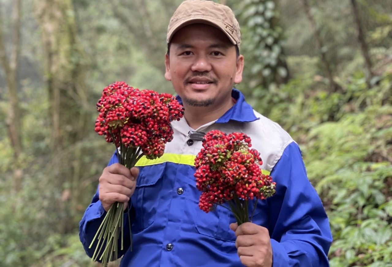Đôi nét về Sâm Q5