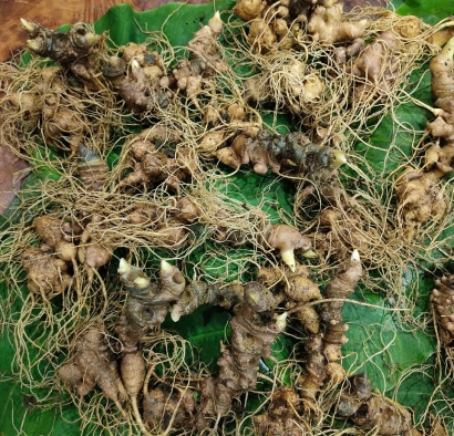 SÂM NGỌC LINH CỦ TƯƠI