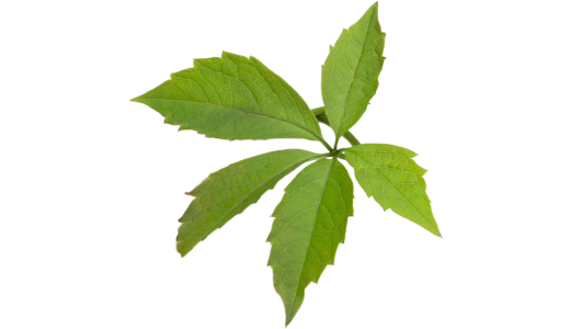 Cung Cấp Cây Giống